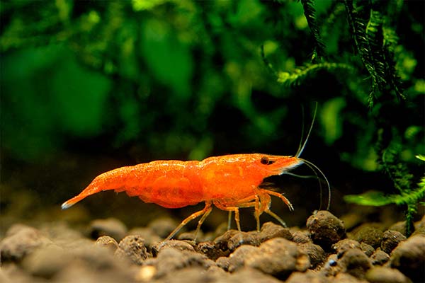 Krevetky rodu Neocaridina