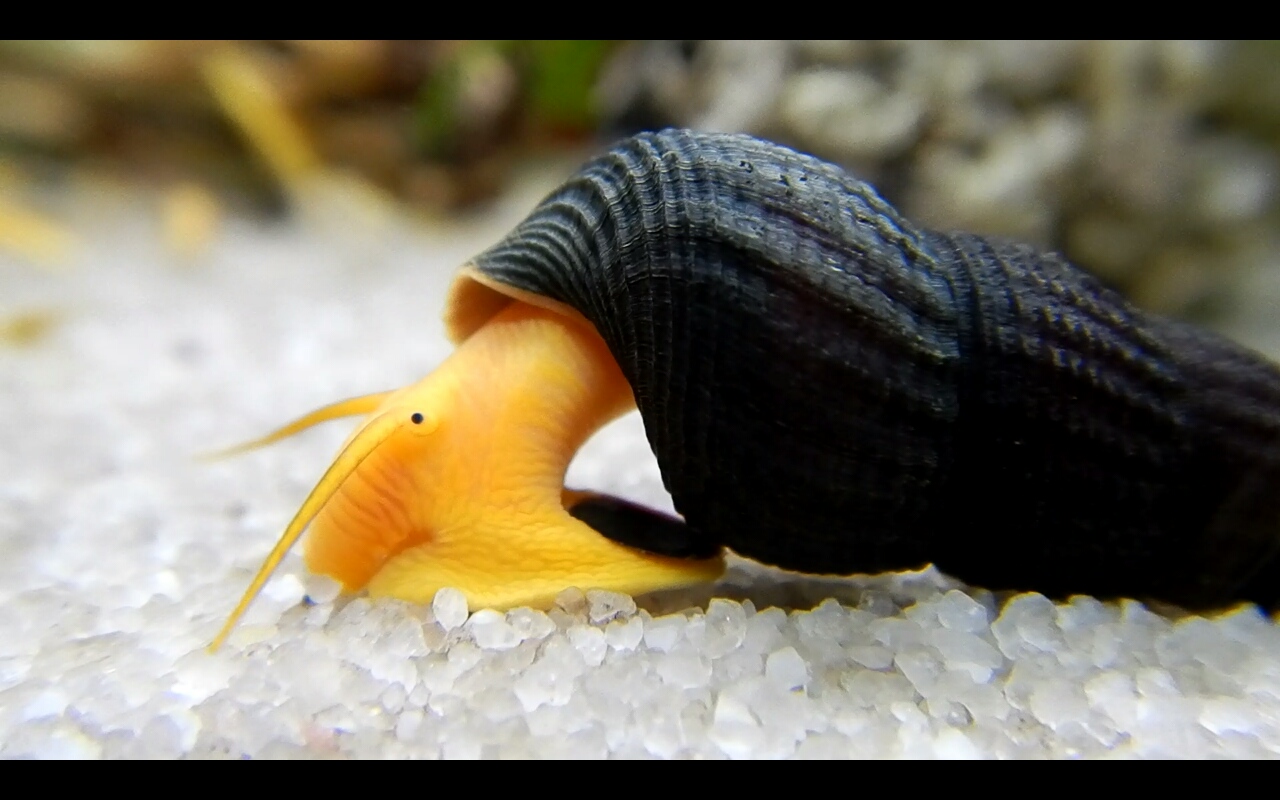 Tylomelania
