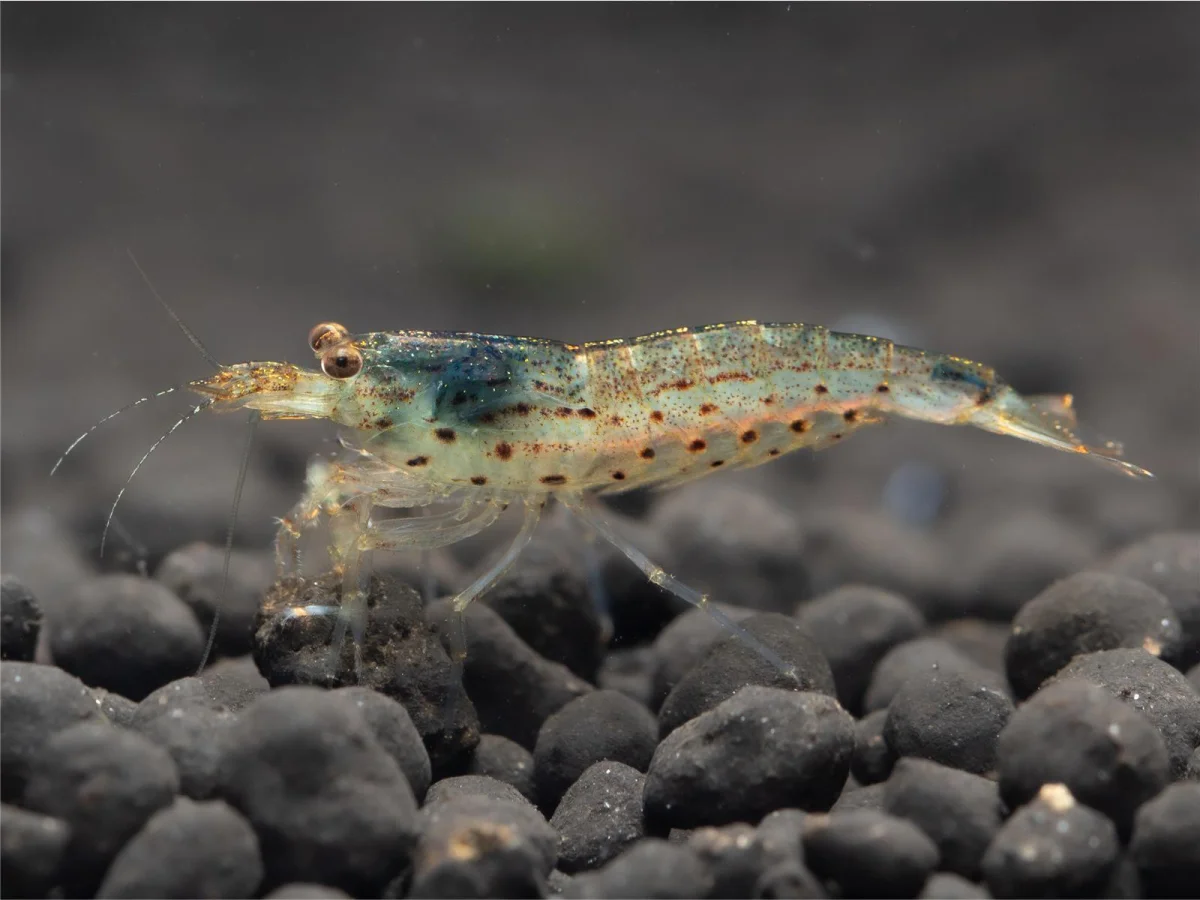 Caridina multidentata "Japonica"