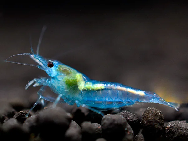 Neocaridina davidi var. "Blue Jelly"