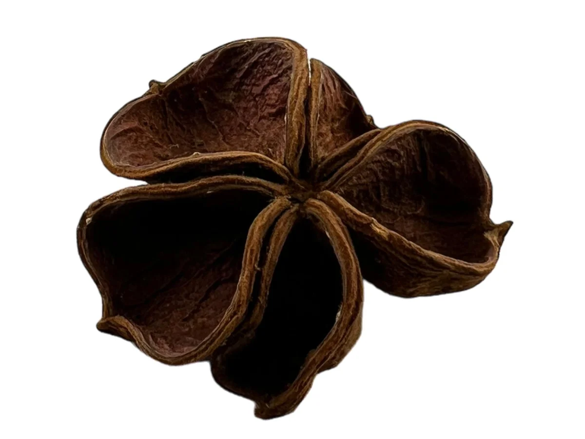 Landlotus - Sterculia urens