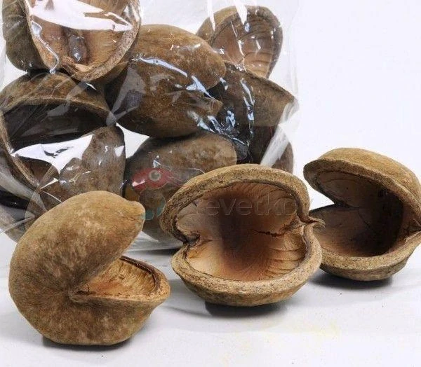 Buddha Nut 8-12 cm