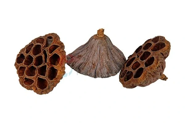 Lotus pod 6-8 cm
