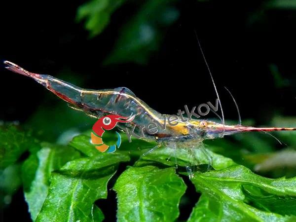 Caridina gracilirostris "Pinokio"