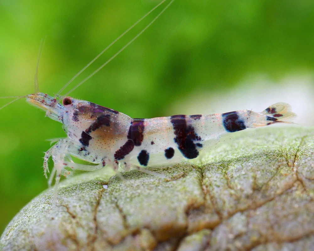 Paracaridina sp. var. "Raccoon Tiger"