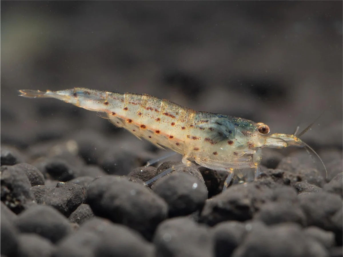 Caridina multidentata "Japonica"