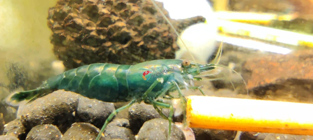 Neocaridina davidi var. "Dark Green Jade"