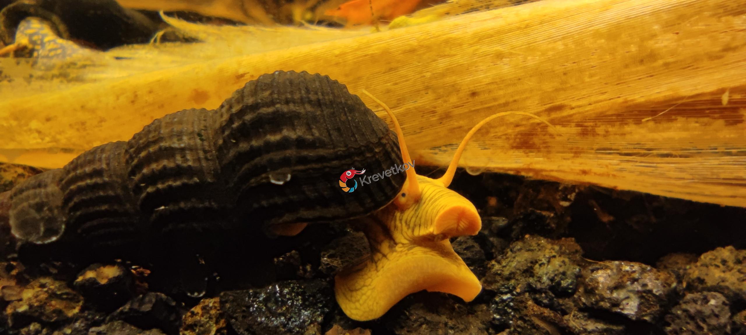 Tylomelania sp. "Golden Rabbit"