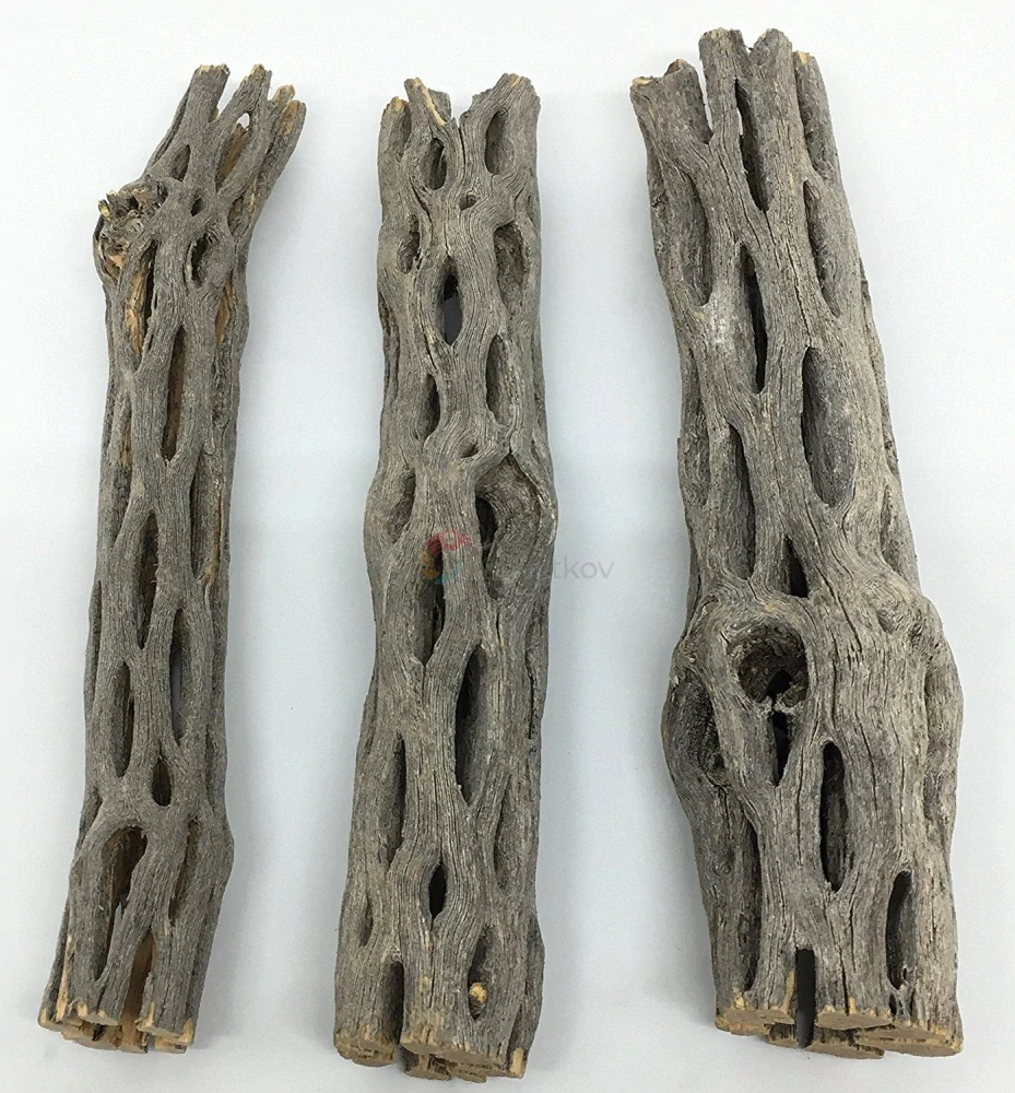 Cholla wood