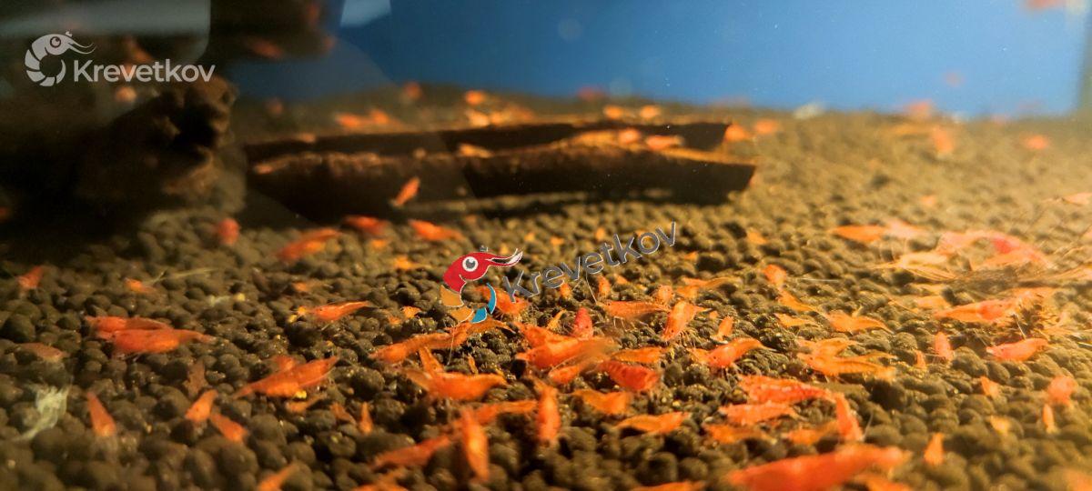 Neocaridina davidi var. "Red fire"