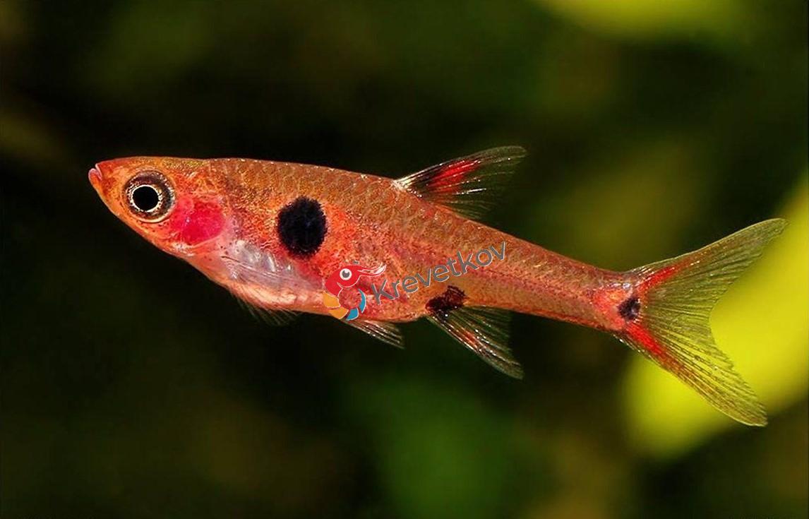 Razborka trpasličí