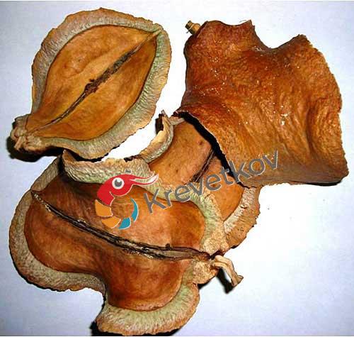 Jacaranda 4-7 cm 20g