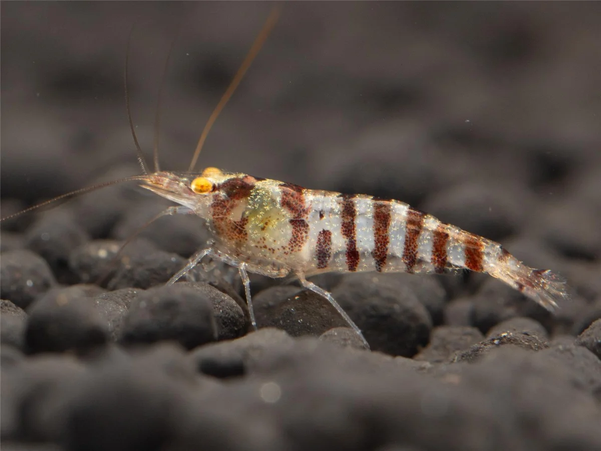 Caridina babaulti var. "Zebra"