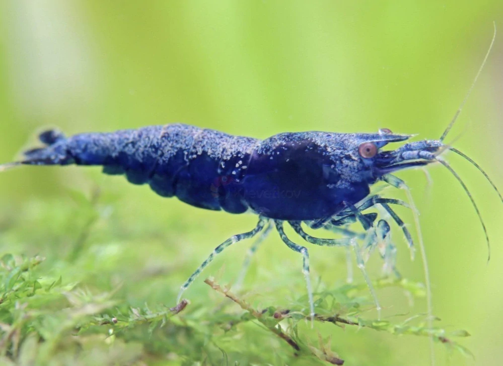 Neocaridina davidi var. "Blue sapphire"