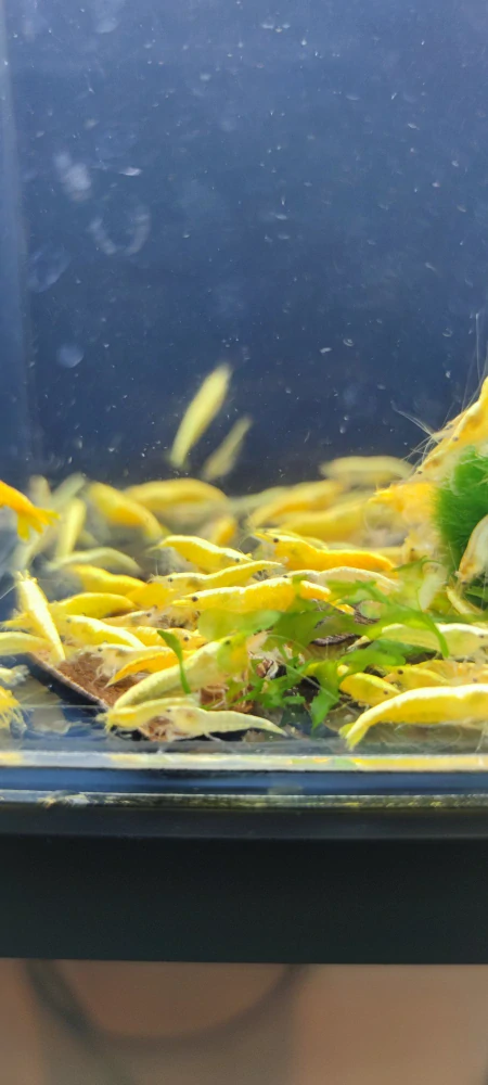 Neocaridina davidi var. "Yellow neon strip"