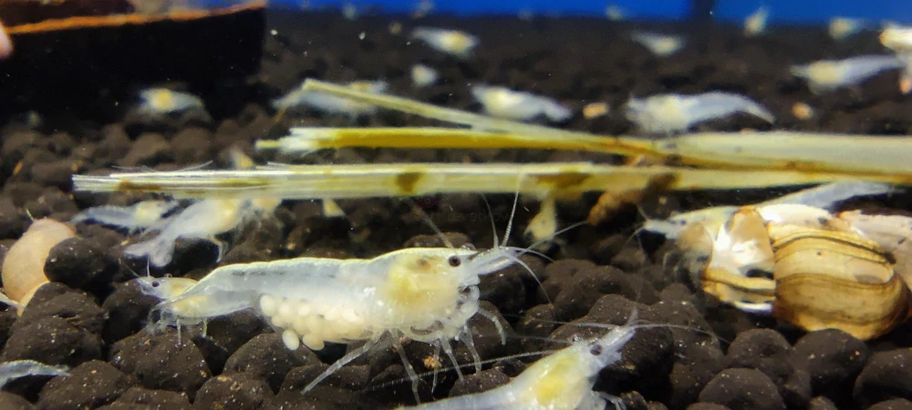Neocaridina Palmata var. "White pearl"
