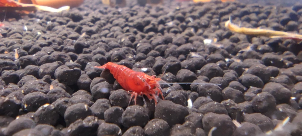 Neocaridina davidi var. "Bloody Mary"