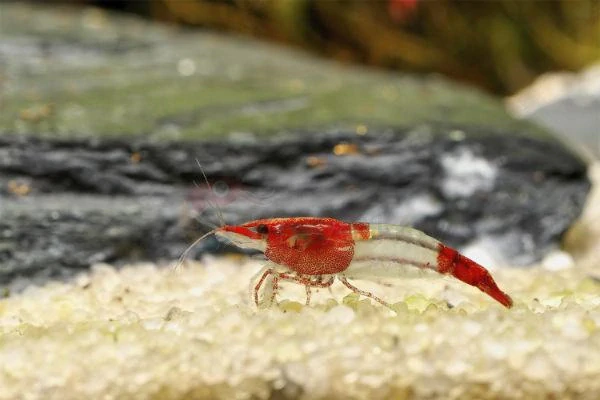 Neocaridina davidi var. "Red rili"