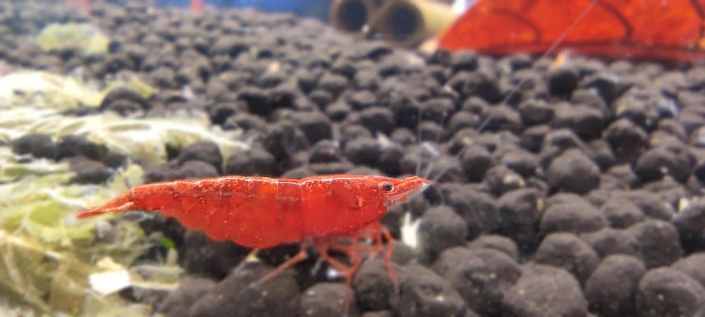 Neocaridina davidi var. "Red sakura"