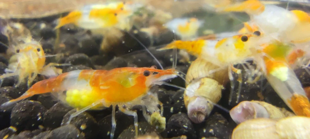 Neocaridina davidi var. "Orange rili"