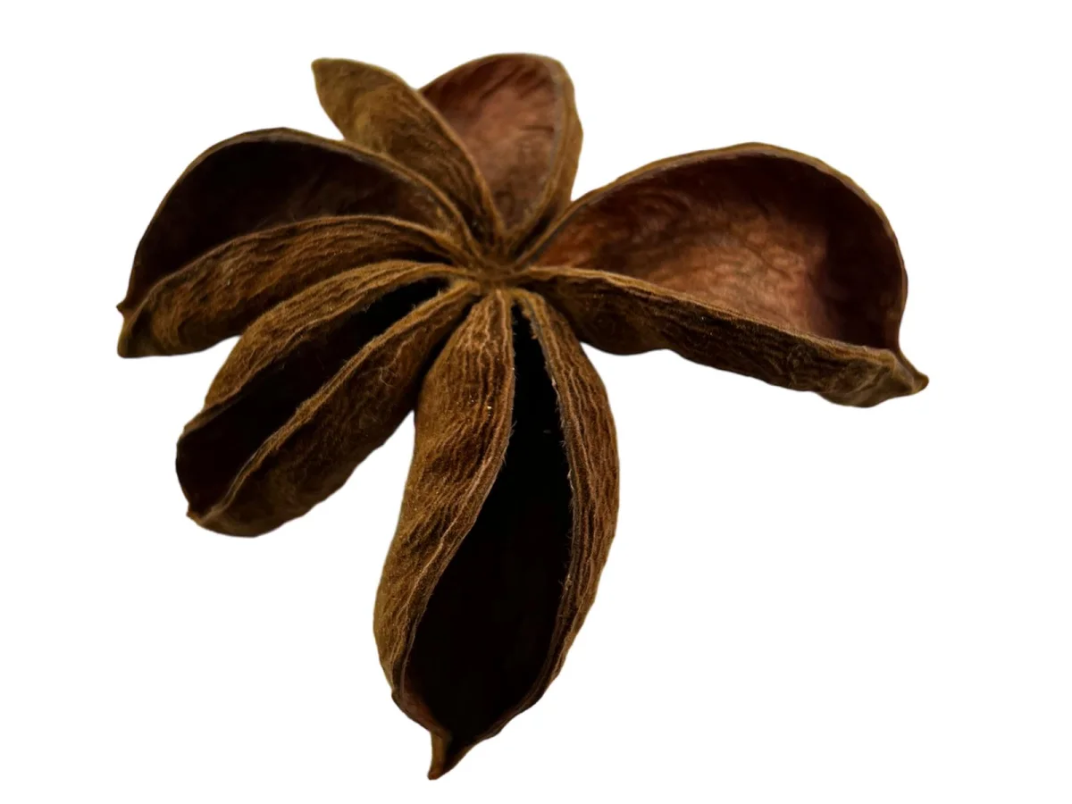 Landlotus - Sterculia urens