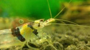 Paracaridina sp. var. "Raccoon Tiger"