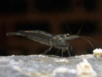 Caridina multidentata "Japonica"