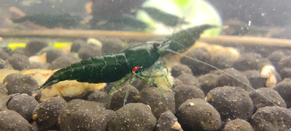 Neocaridina davidi var. "Dark Green Jade"
