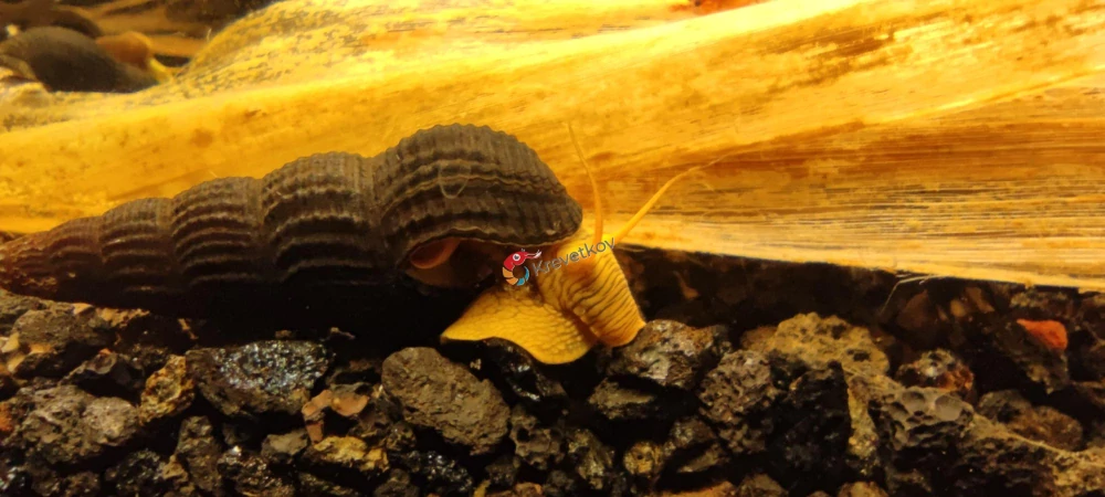 Tylomelania sp. "Golden Rabbit"