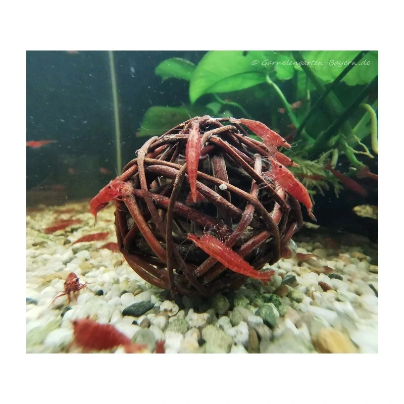 Přírodní úkryt pro krevetky