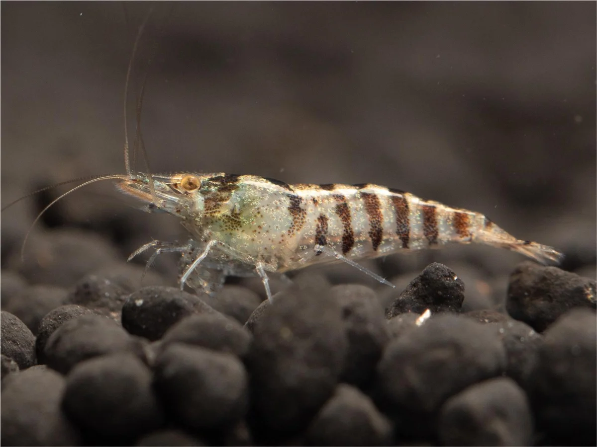 Caridina babaulti var. "Zebra"