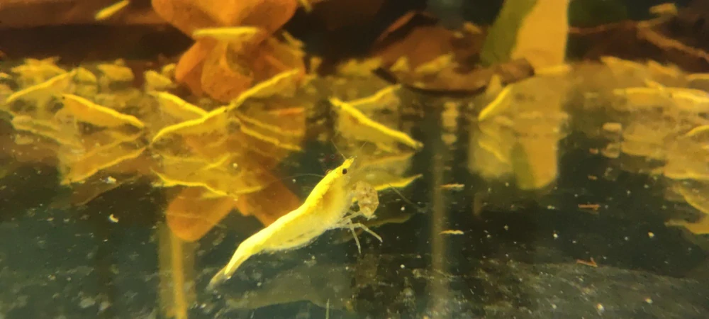 Neocaridina davidi var. "Yellow neon strip"