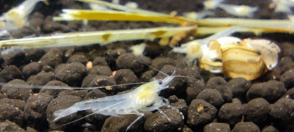 Neocaridina Palmata var. "White pearl"