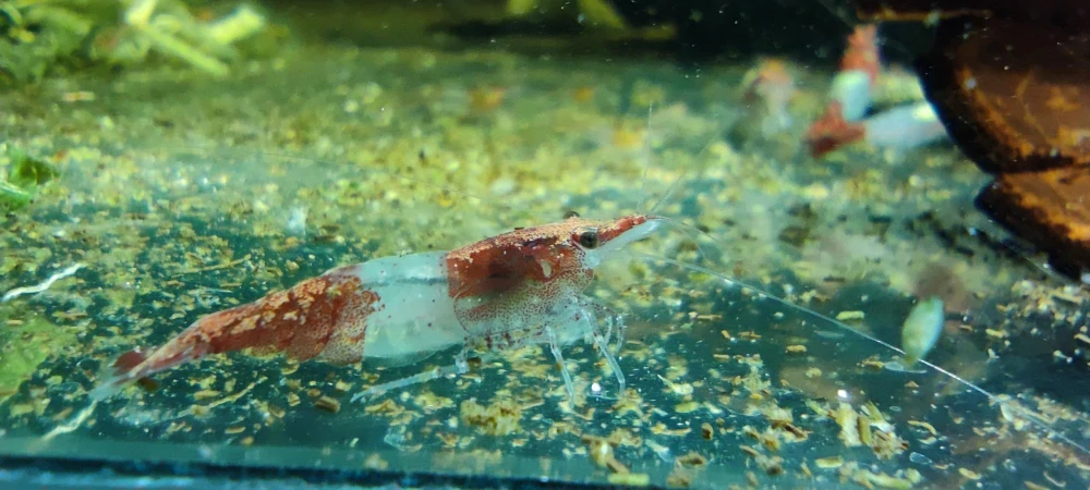 Neocaridina davidi var. "Red rili"