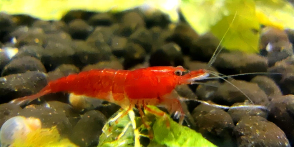 Neocaridina davidi var. "Red sakura"