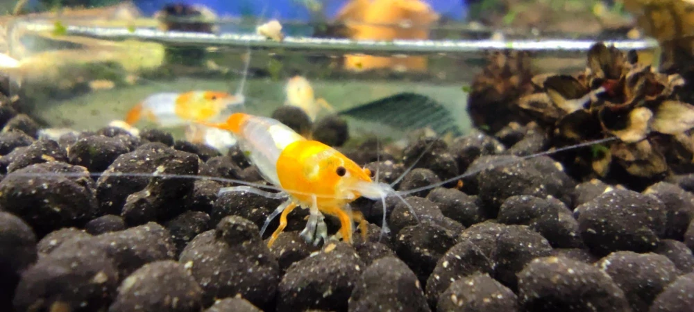 Neocaridina davidi var. "Orange rili"
