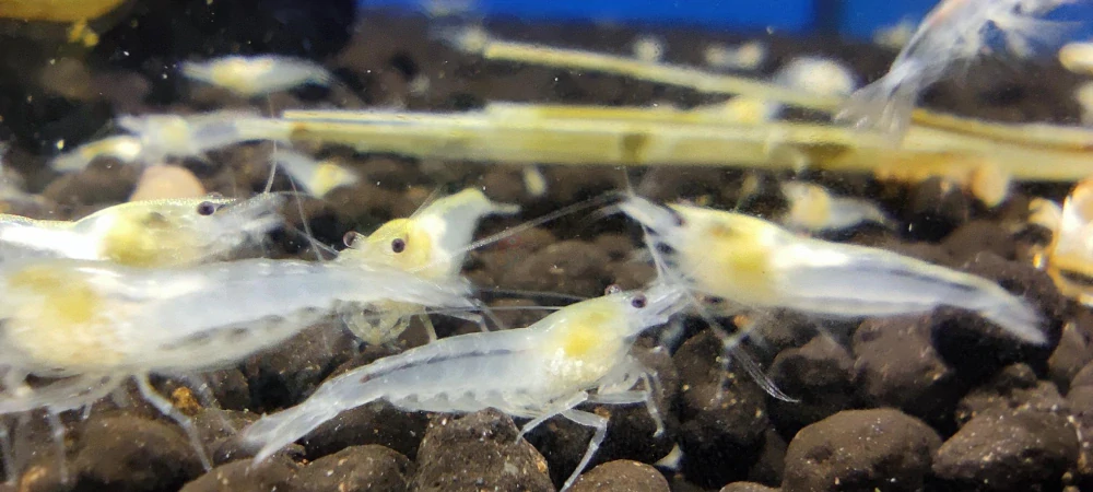 Neocaridina Palmata var. "White pearl"