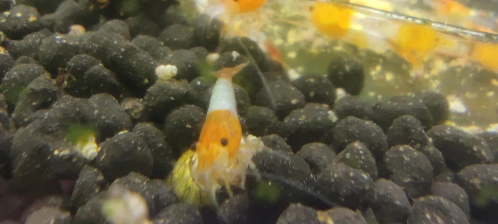 Neocaridina davidi var. "Orange rili"