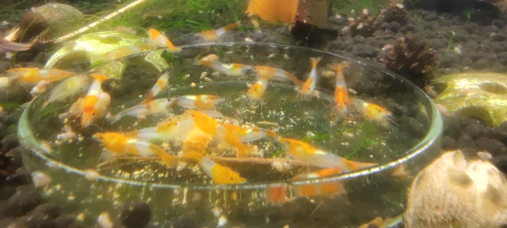 Neocaridina davidi var. "Orange rili"