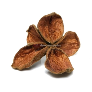 Landlotus - Sterculia urens