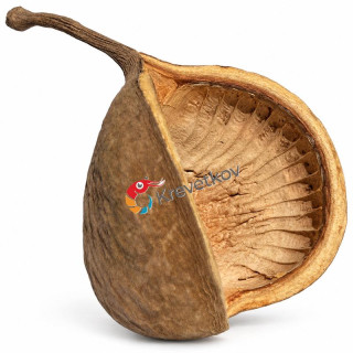 Buddha Nut 8-12 cm