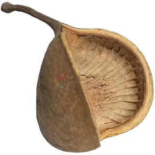 Buddha Nut 8-12 cm