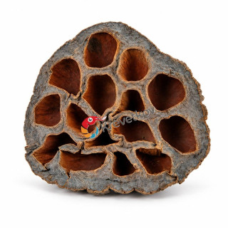 Lotus pod 6–8 cm