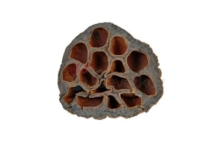 Lotus pod 6-8 cm