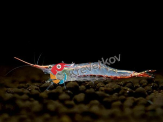 Caridina gracilirostris "Pinokio"