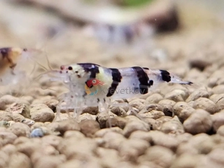 Paracaridina sp. var. "Raccoon Tiger"