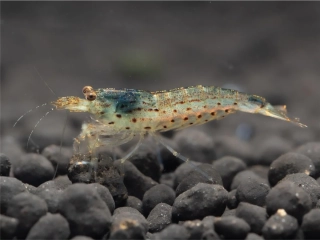 Caridina multidentata "Japonica"