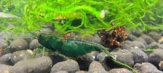 Neocaridina davidi var. "Dark Green Jade"