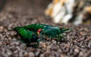 Neocaridina davidi var. "Dark Green Jade"