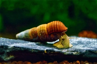 Tylomelania sp. "Golden Rabbit"